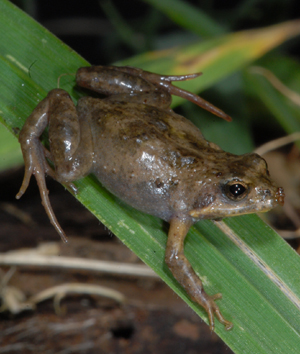 Crinia frog